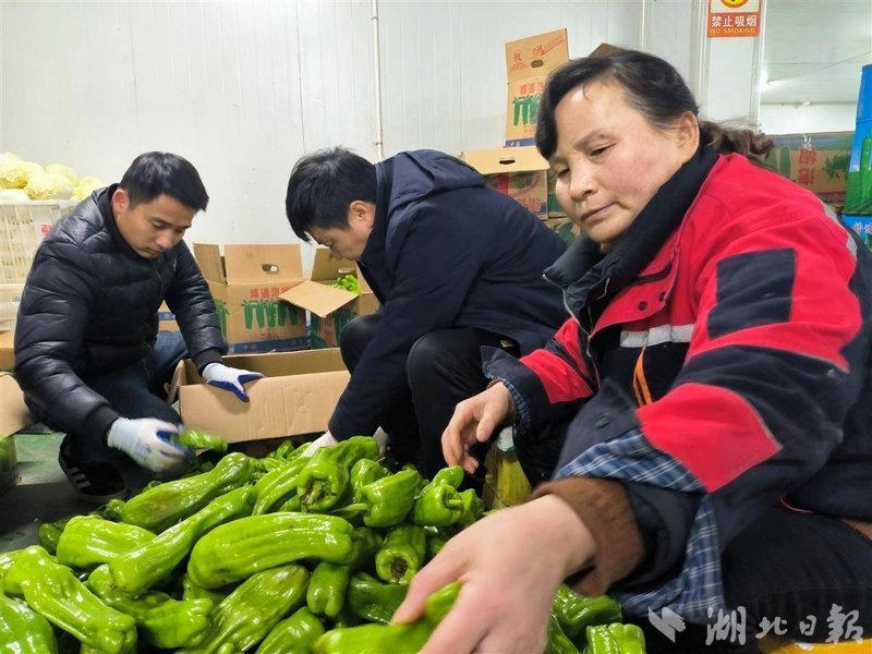 本地蔬菜配送,新鲜健康的选择
